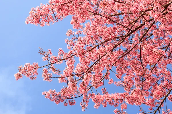 Schöne Kirschblüte — Stockfoto