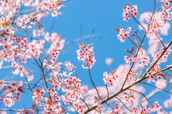 Bello fiore di ciliegio — Foto Stock