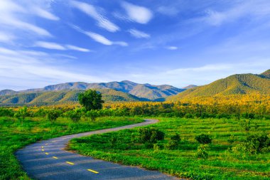 Tropikal orman yolu