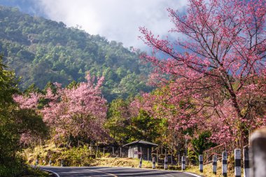 güzel kiraz çiçeği yol tropikal orman