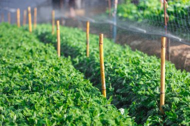 Organik plat sulanan 