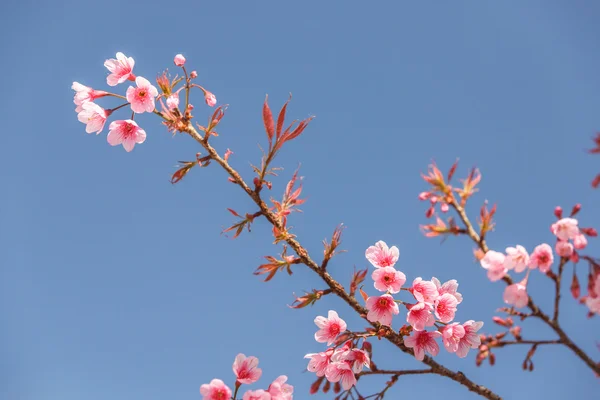 Schöne Kirschblüte — Stockfoto