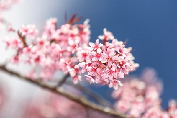 Schöne Nahaufnahme Kirschblüte — Stockfoto