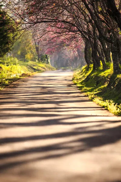 kiraz çiçeği tünel,