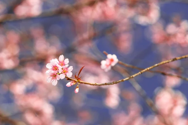 美しい桜の花を間近 — ストック写真