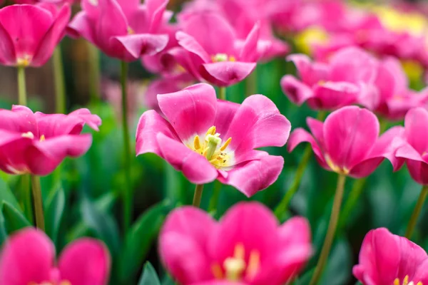 Vackra färgglada tulpaner i trädgården — Stockfoto