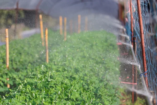 Organic plat being watered — Stock Photo, Image