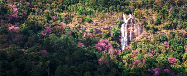 Cherry blossom blooming on tropical mountain — Stock Photo, Image