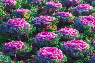 taze genç organik collard yeşillik, lahana Bahçe