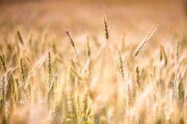 Altın arpa tarlası