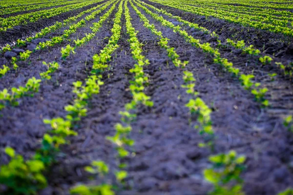 Young soybean growing on field — Stock Photo, Image