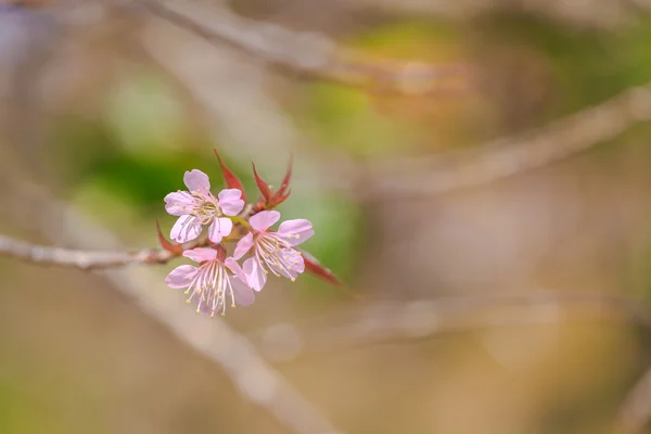 Belle fleur de cerisier en gros plan — Photo