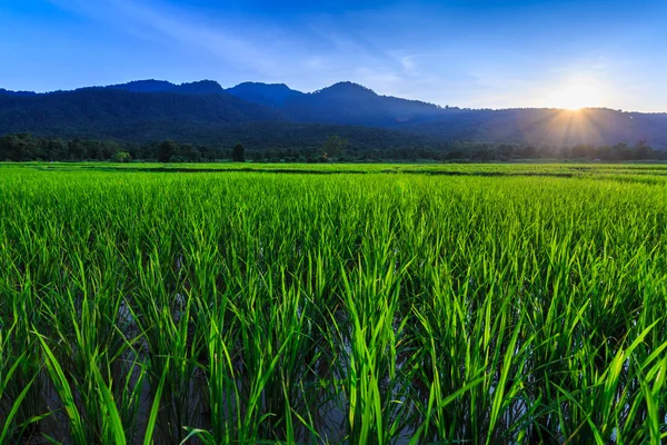 Young rice field with mountain sunset background — Stock Photo, Image