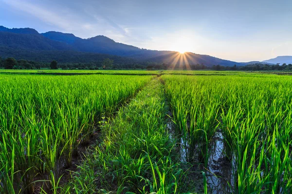 Young rice field with mountain sunset background — Stock Photo, Image