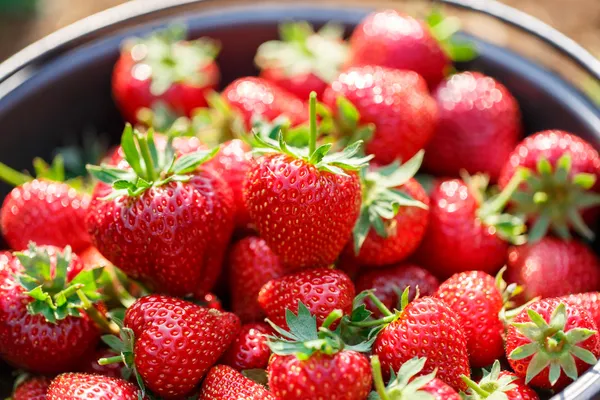 Red juicy fresh strawberries closeup in a basket — Stock Photo, Image