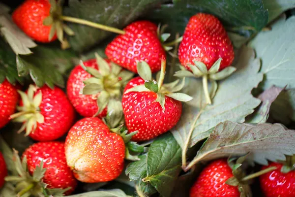 Closeup of fresh organic strawberries — Stock Photo, Image