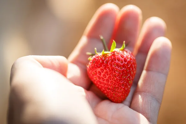 Hands of a girl holding fresh a strawberry — Stock Photo, Image