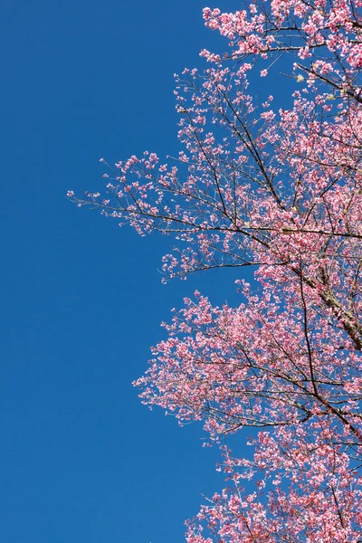 美丽的樱花 — 图库照片