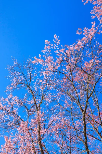 Mooie kersenbloesem tegen blauwe lucht — Stockfoto