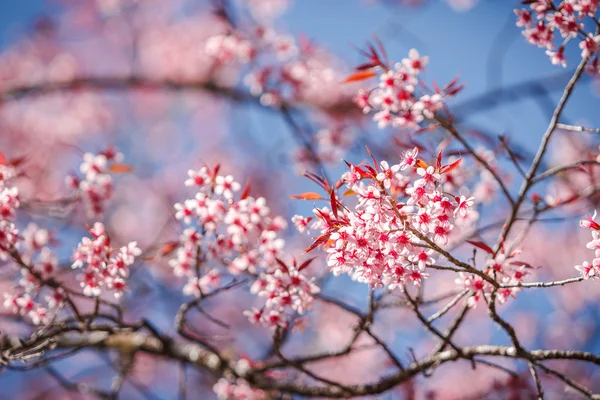 Schöne Kirschblüten — Stockfoto