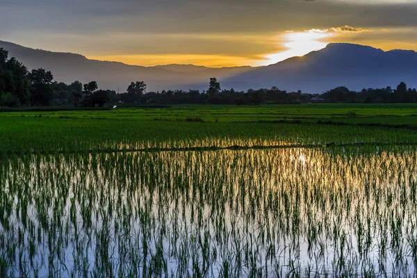 Młody ryżu pola przed odzwierciedlenie niebo zachód — Zdjęcie stockowe