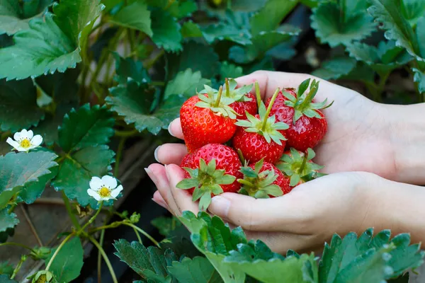 Fresh strawberries picked from a strawberry farm — Stock Photo, Image