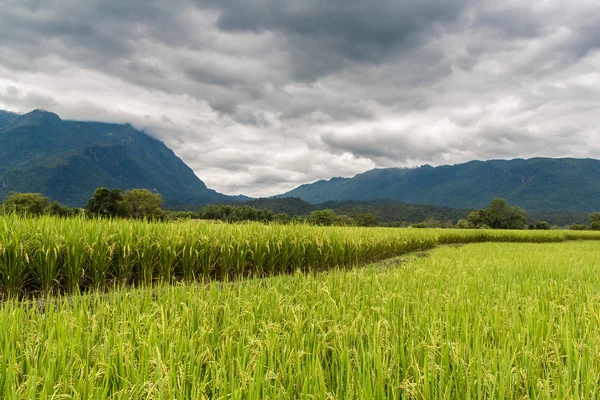 Rice field under cloudy sky — Stock Photo, Image