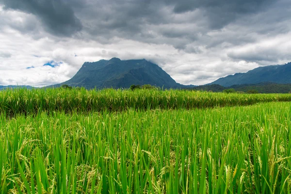 Rice field under cloudy sky — Stock Photo, Image