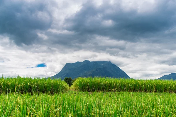 Risfält under molnig himmel — Stockfoto