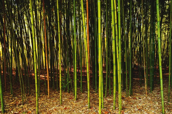 Бамбуковый лес. Обои с зеленым и коричневым бамбуком растет в природе. Зеленая бамбуковая роща Стоковое Изображение
