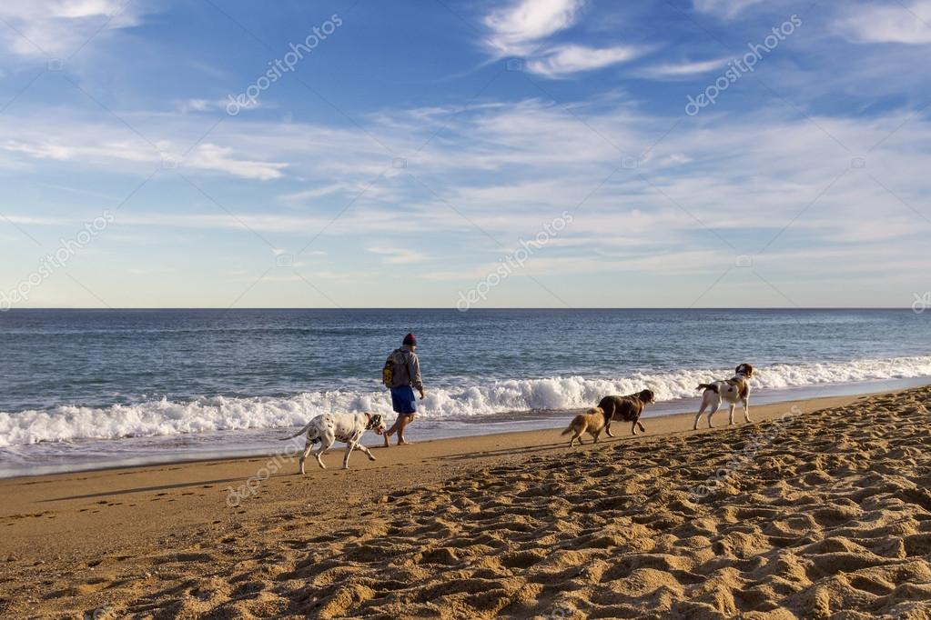 Old Man Walking On The Beach With Dogs — Stock Photo © karmaknight