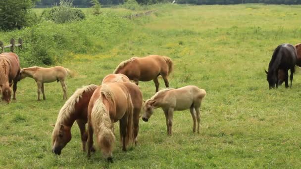 Коні на полі — стокове відео