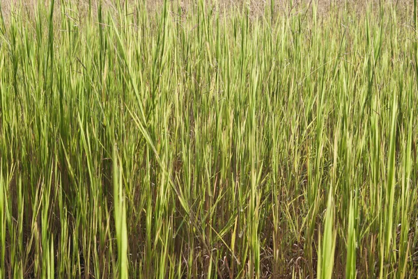 Groene weide. — Stockfoto