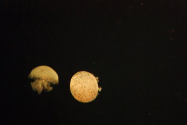 Küçük Deniz anası