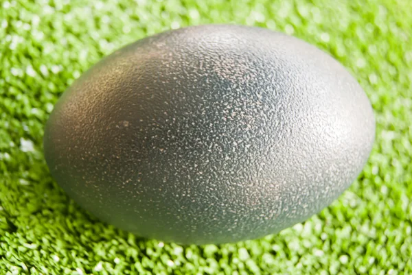 Devekuşu yumurta kabuğu — Stok fotoğraf
