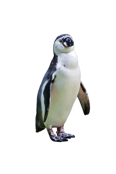 The Penguin — Stock Photo, Image