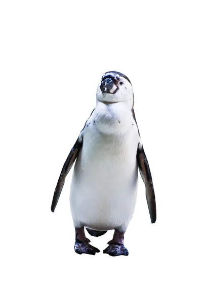 The Penguin — Stock Photo, Image