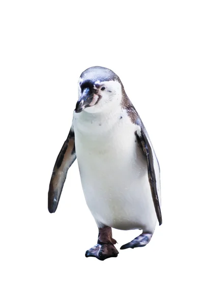 The Penguin — Stock Photo, Image