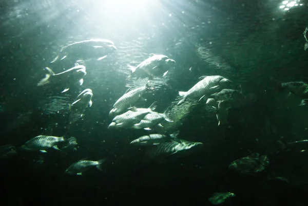 水族館 — ストック写真