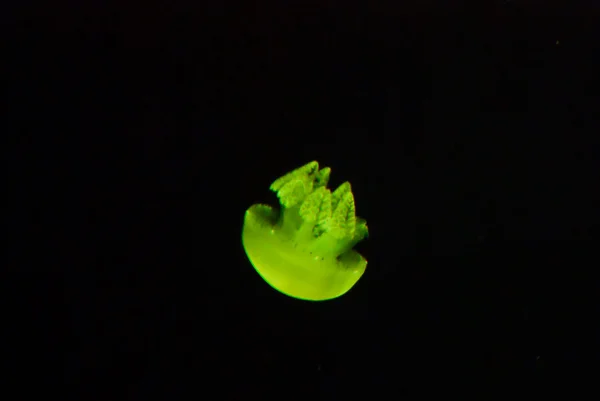 Małych meduz — Zdjęcie stockowe