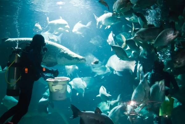 水族馆 — 图库照片