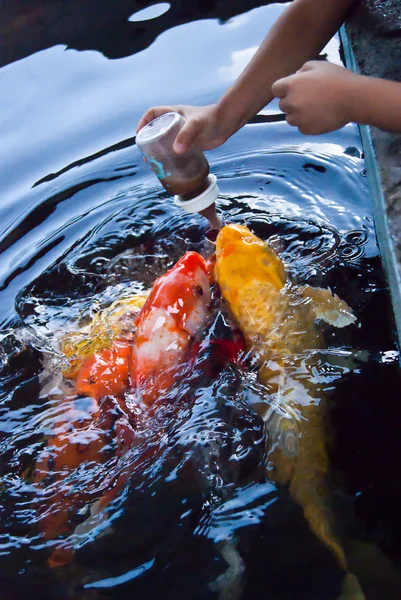 Alimentando os peixes — Fotografia de Stock