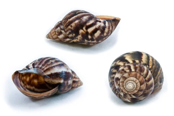 Slak shell — Stockfoto