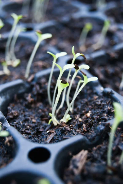 Seed tray — Stock Photo, Image