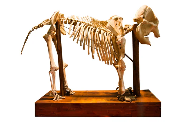 Elephant bone — Stock Photo, Image