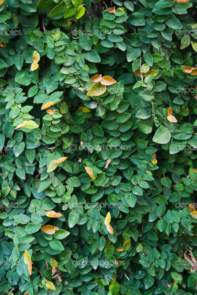Green Bush — Stock Photo © Nong2645 38830311