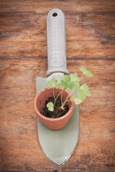 En liten krukväxt växter på trädgårds spade — Stockfoto