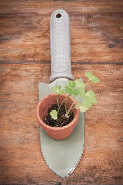 Umas plantas potted pequenas na pá do jardim — Fotografia de Stock