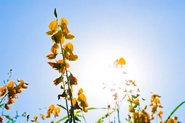 Campo de flores amarelo vista — Fotografia de Stock