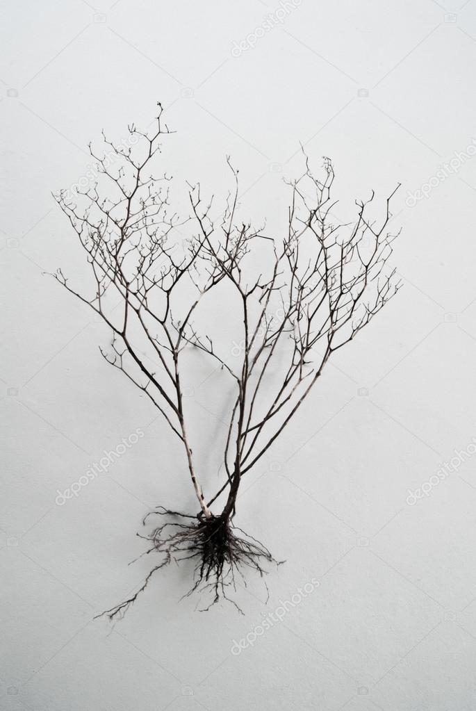 Bare Branches of a tree